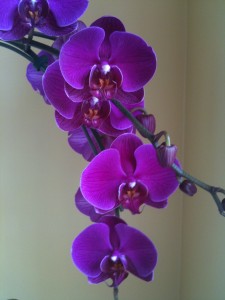 purple Phalaenopsis